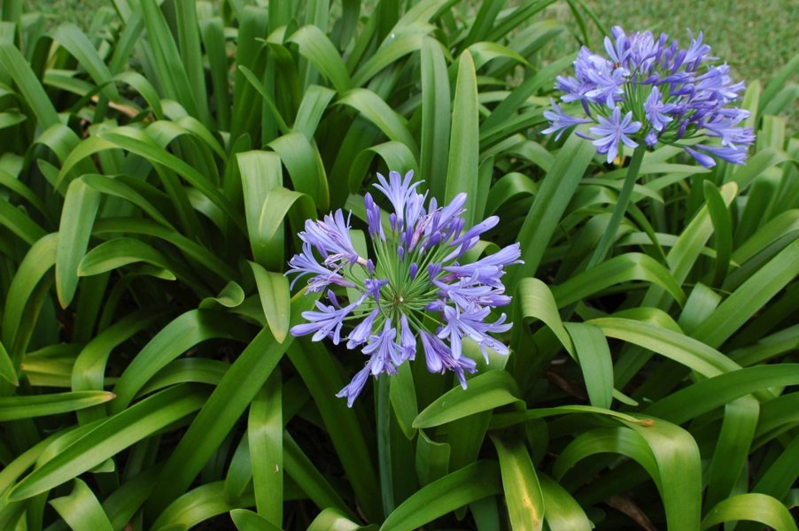 Agapanthus - islas Hawaii - EEUU